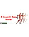 Articulatii, Oase, Muschi