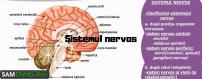 Tratamente si produse naturiste pentru afectiuni ale sistemul nervos 